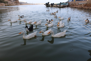 Ducks at Wadi Shab