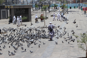 A man walking through a flock of pidgins